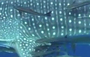 a1aa9144-7c60-4a43-99d3-75091bb196a6