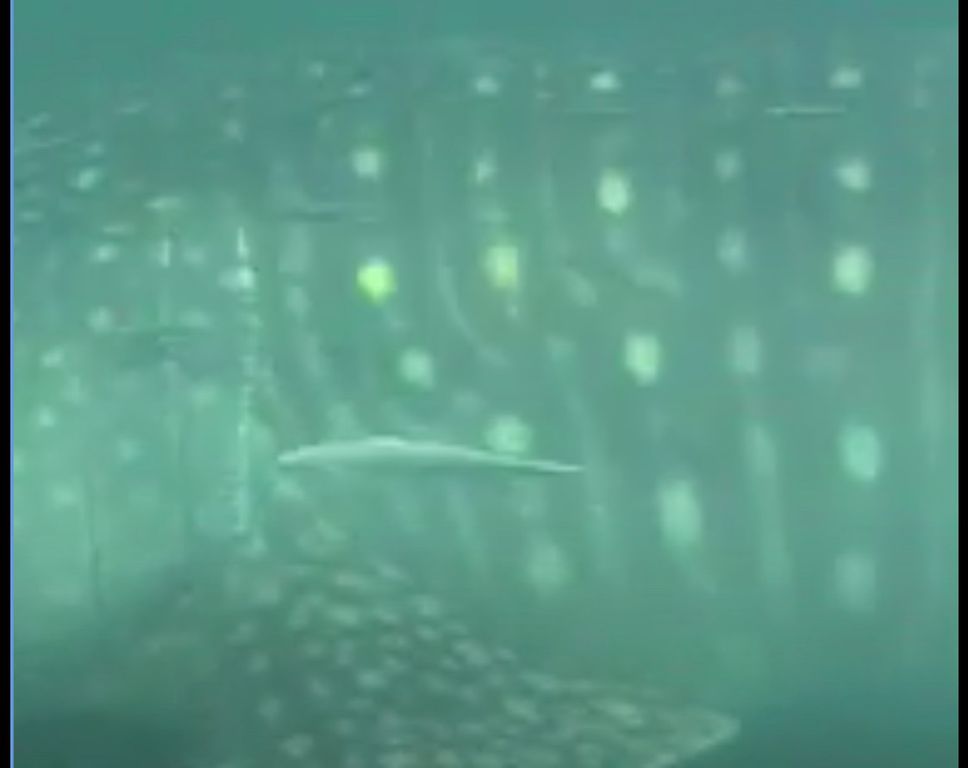 8dac946e-52c9-4268-8e7a-10a00390bee3