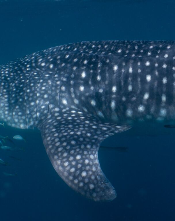 d09c3bb3-8cdf-4945-9d49-0e81691f4ef2