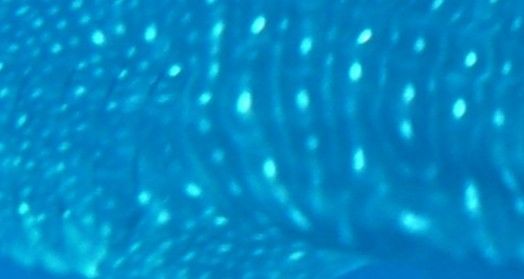 442792de-e47d-4ed5-87ef-0fcfa7cd14da