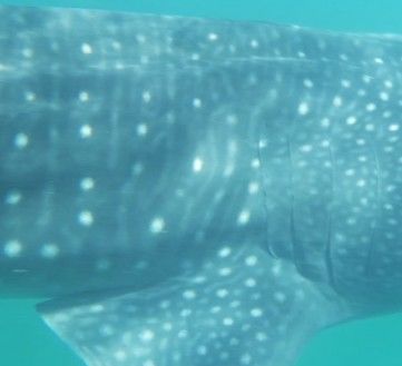 de3004cf-bc88-485f-9e76-8363c892ddb5