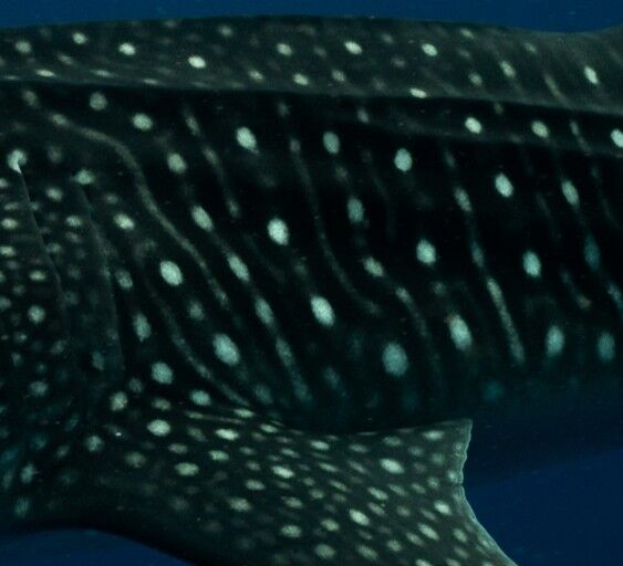 927e91a3-3918-4154-bd98-9e419aa2831c