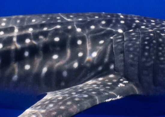 aef91695-027a-4cd2-a5e8-64f43f37627e