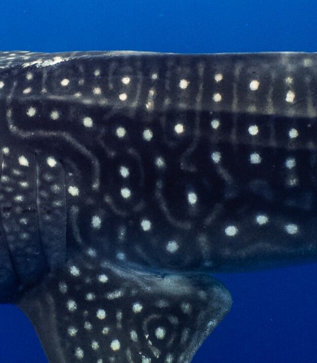 aef91695-027a-4cd2-a5e8-64f43f37627e