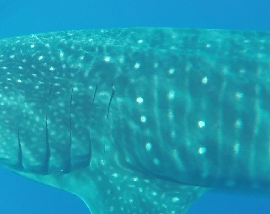 e77b74ef-ee0a-4dab-982f-d7522a9b70cb