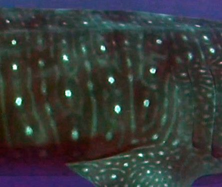 e77b74ef-ee0a-4dab-982f-d7522a9b70cb