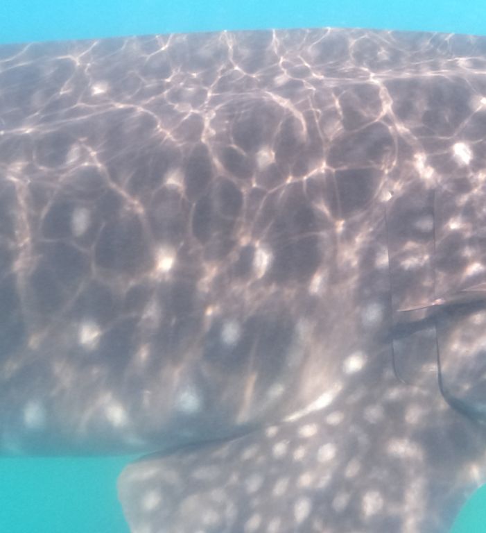 c162f29a-39cb-4ad1-a45e-6c7e630e644b