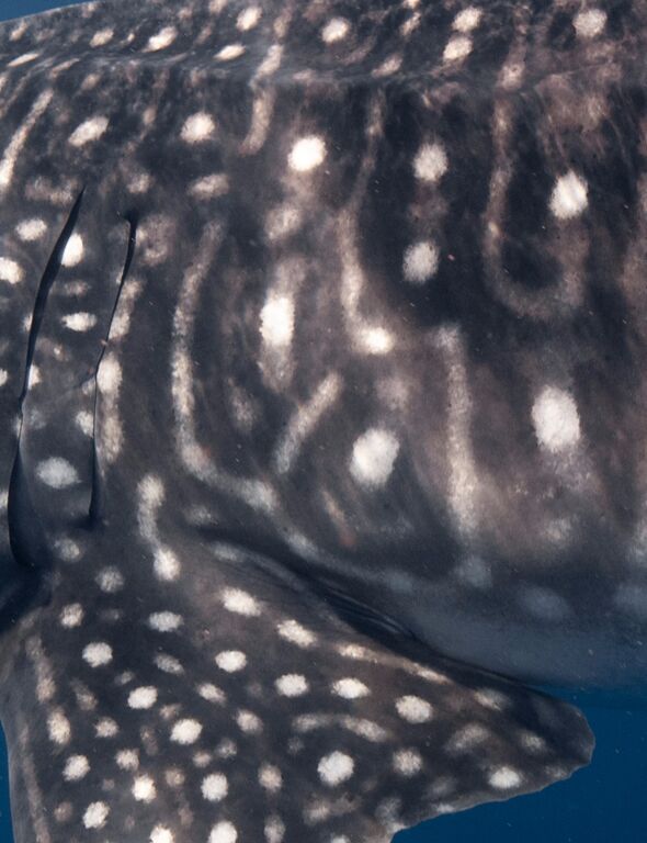 4d255eb7-97e2-4f1b-8cd2-d1f73f6b64d3