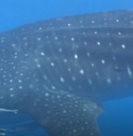 6d65b54d-84df-4691-af56-4dae63e829d9