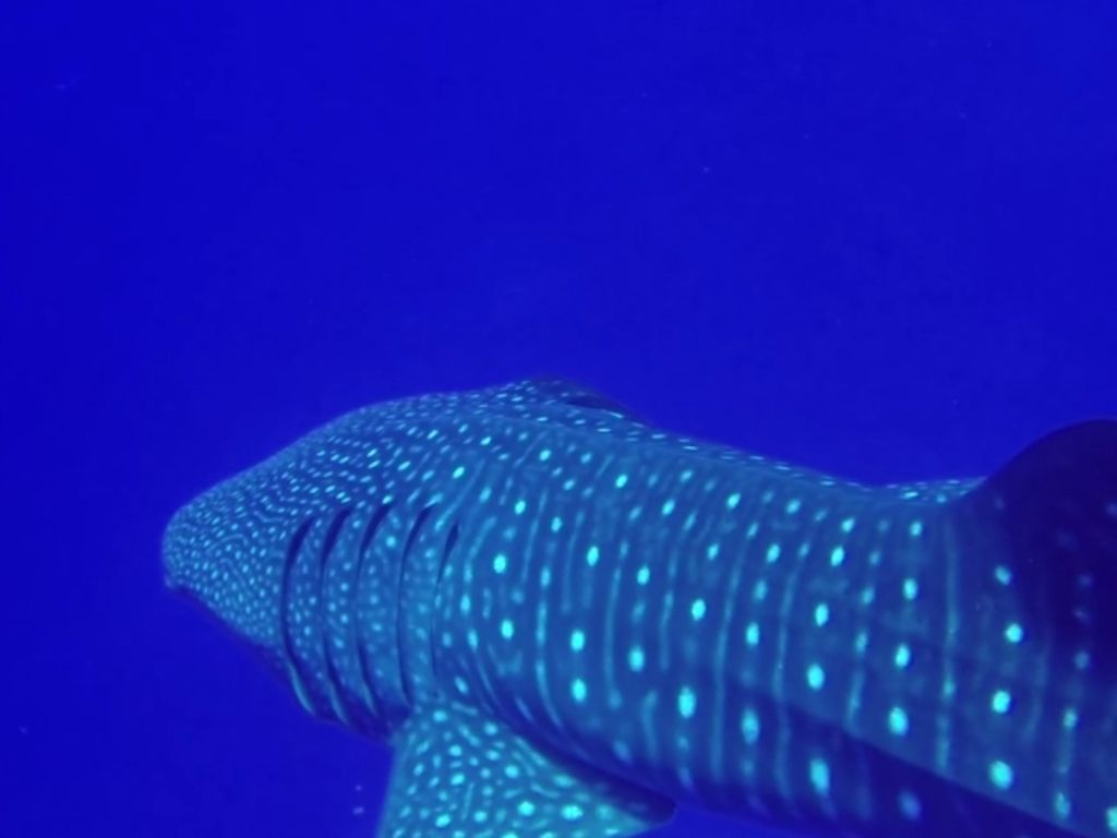 c27fa758-687a-4c64-baf3-d6df97d6444d