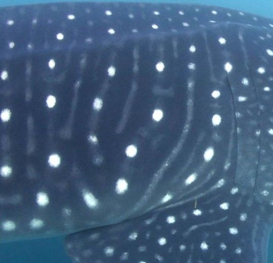 e2417d8e-72df-43c7-ad9f-33444fae4e17