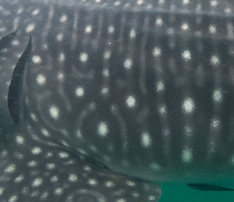 2c9081aa-ee5d-466d-a24b-d376ef642cc0