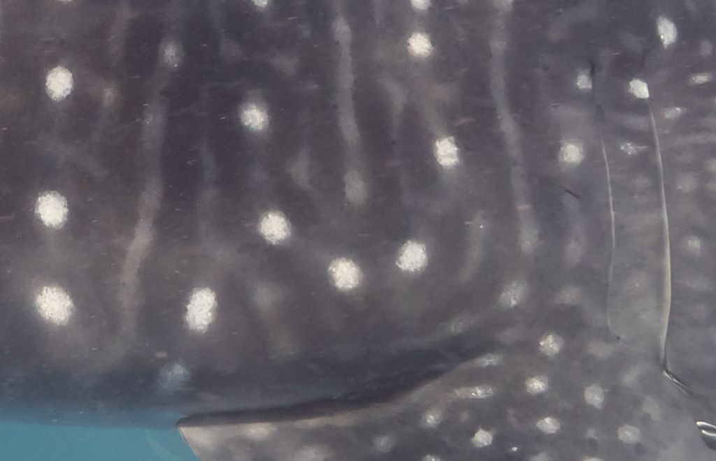 7ea8de69-3180-4379-9323-69c70425b7a2