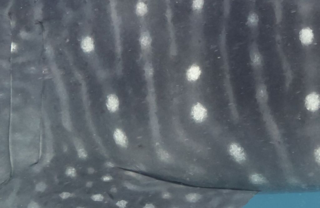 7ea8de69-3180-4379-9323-69c70425b7a2