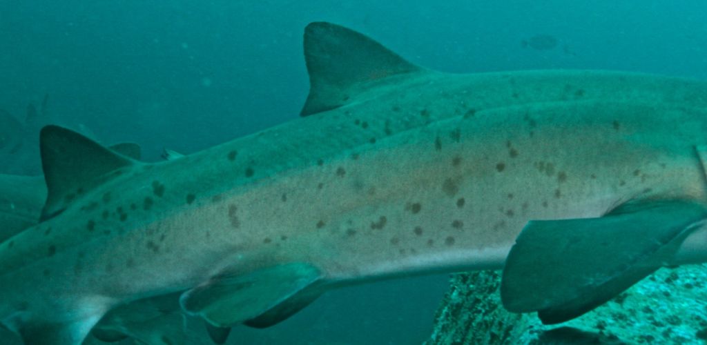 0cfe5d21-5cbc-40f4-8115-73410dd5fc89