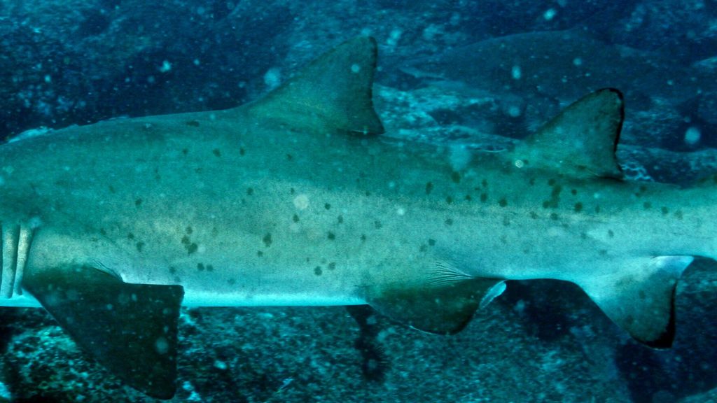 8e434f8a-f790-4651-8dac-8c37e0a7feb9