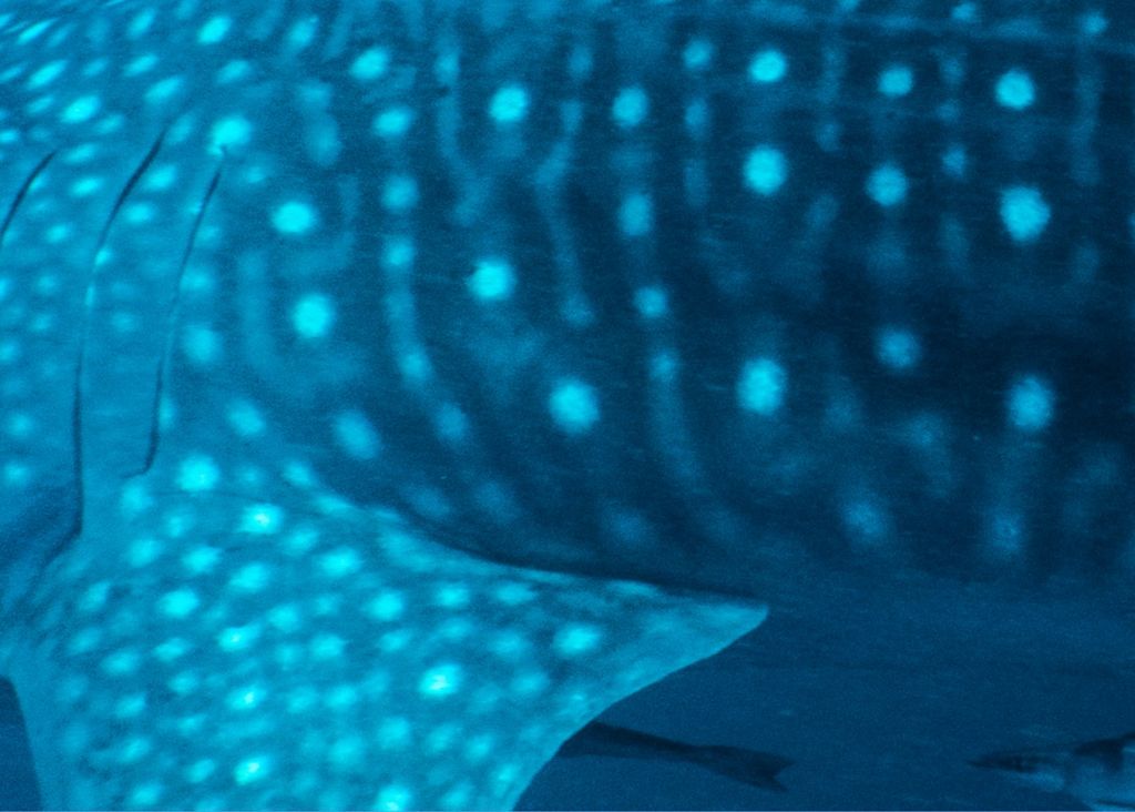 6d9c0cec-77f0-45c1-9daf-6b5b444d529d