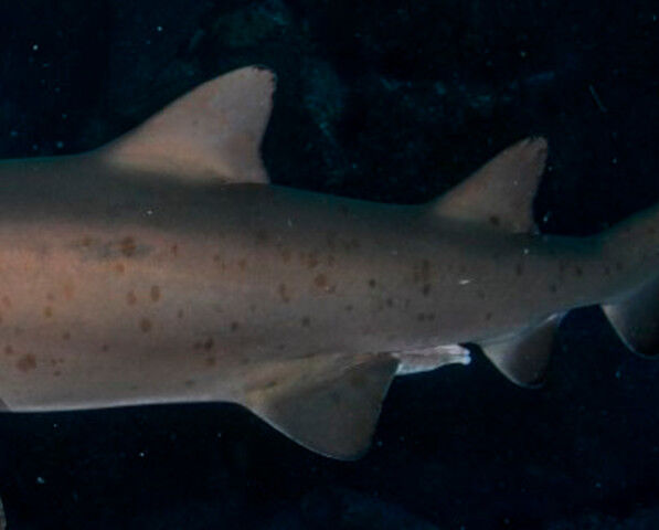 52495bbc-8a98-4c8a-9c18-2dcf3b3abaca