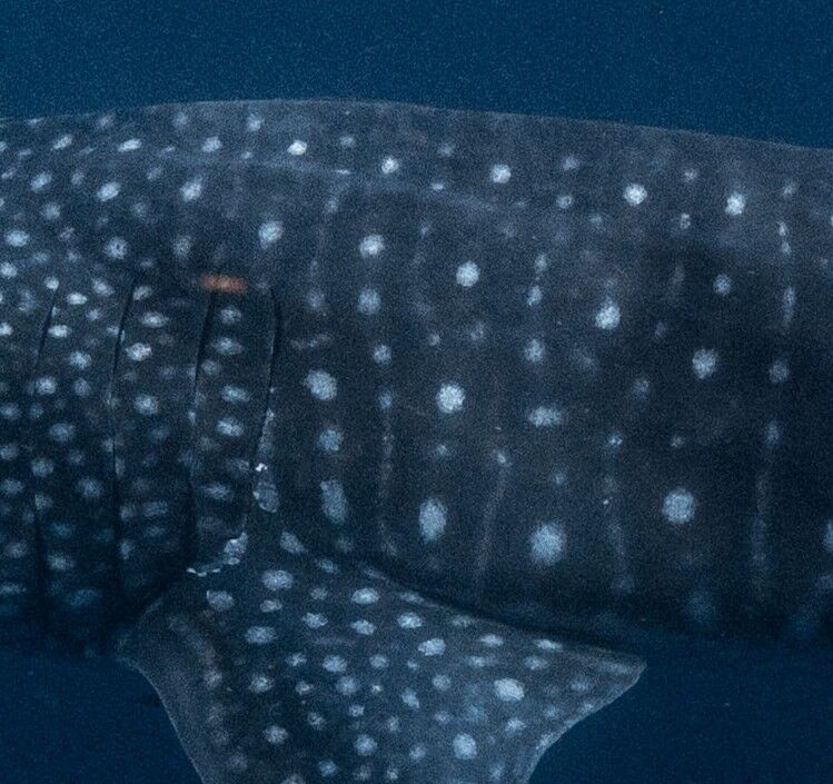 af3b7360-2c31-465a-ae27-71e4ffdac5ad