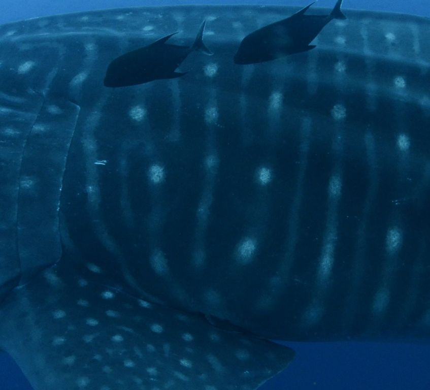 a37300d8-5ce4-47dd-8f84-de3e0563a431