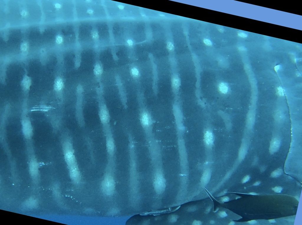 a37300d8-5ce4-47dd-8f84-de3e0563a431