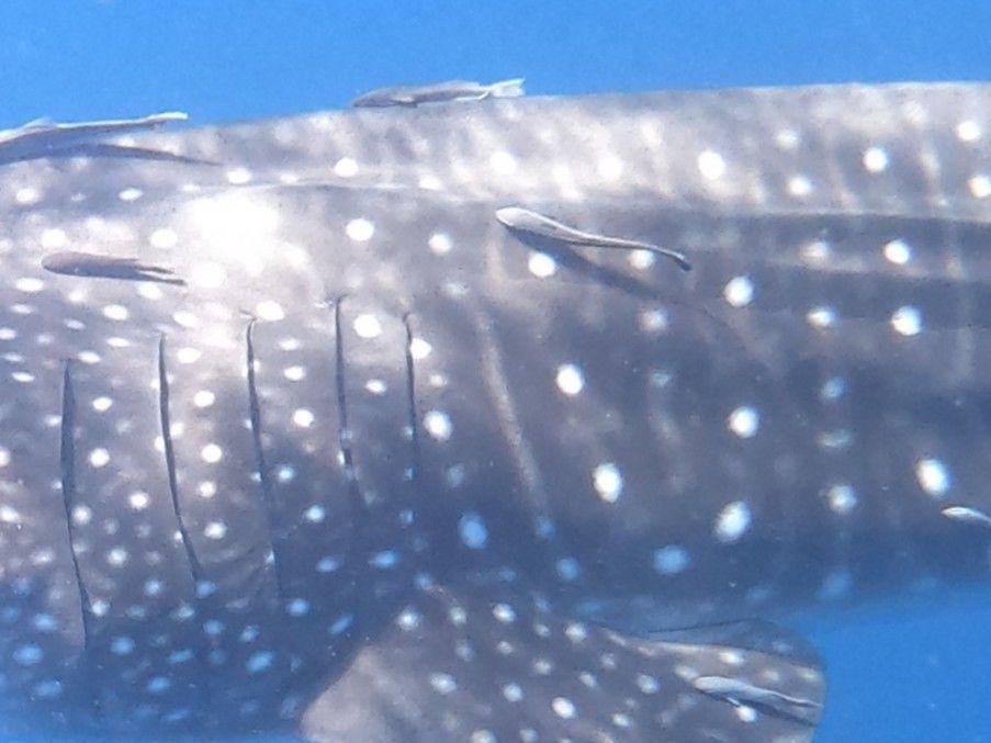 4d4968ca-25c6-414a-aca0-e156bc290f0c