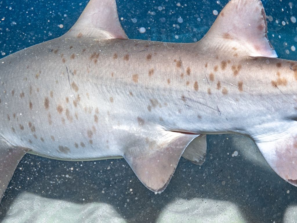 0a22e1de-e07b-4a18-8fb1-326cf1d3a85d