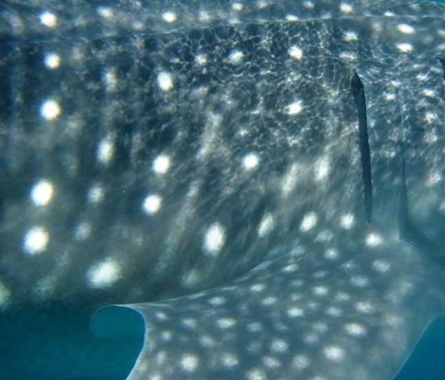 44264767-6736-4d25-8d68-c33173700999