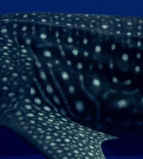 5ca0b4ee-97fa-4915-a62d-d2482a4ef4a9