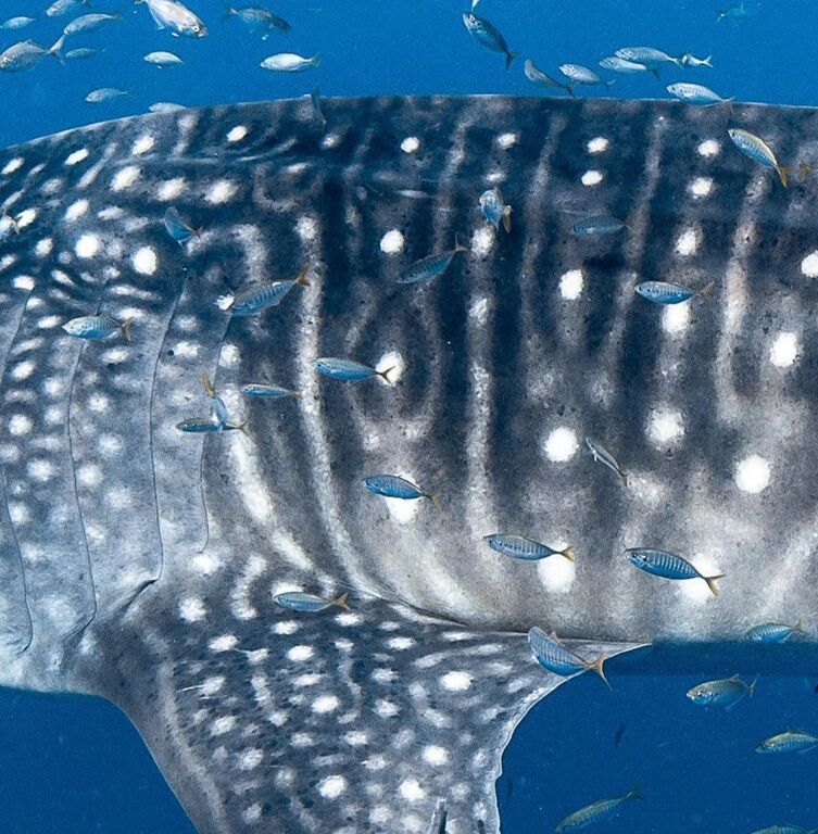 c81314e3-5a4c-4e03-8784-f6632f45249c