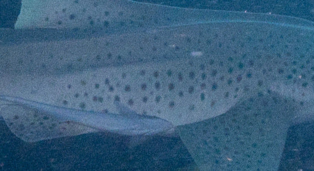 6c2a82d3-ba23-4da1-85df-462660339368