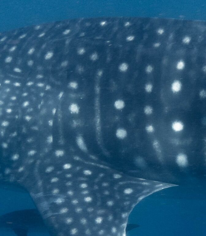 586fe736-d3e8-4704-8531-f6b4e0707580