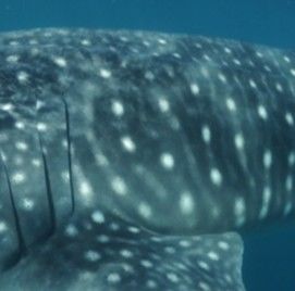 af9b00de-ac5e-497d-a2db-7e6129909311