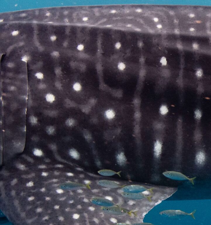 a6f88cf5-9142-47bb-8e09-a4b95df36f49