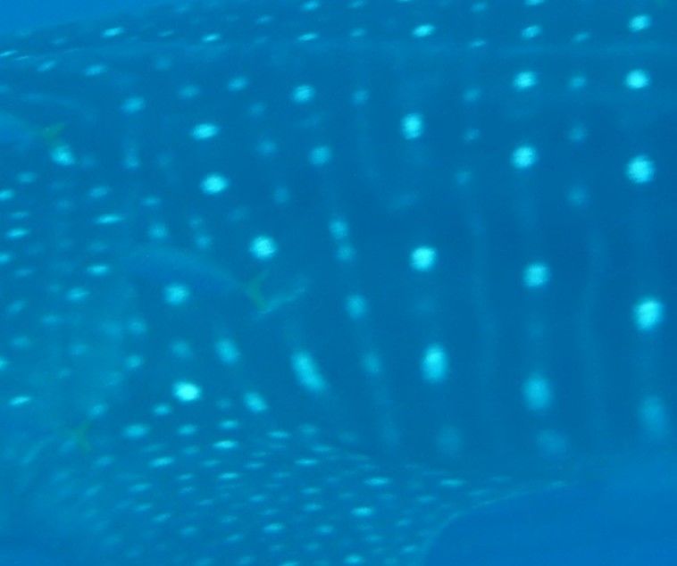 aeb02e0b-6d4d-4f31-82df-b0e35718b43f