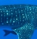 50e55766-d47e-463d-82e5-b137a047edf6