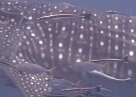 d6b98405-b013-4108-a245-0337fea620af