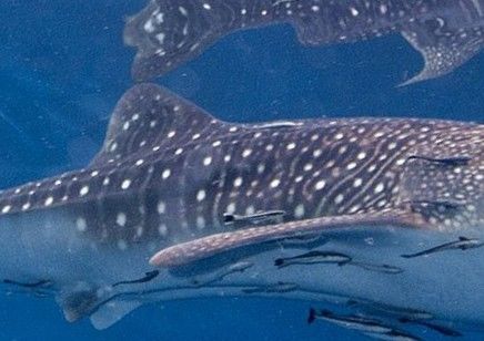 18113823-f79a-4910-b1c3-2be0a63897f5