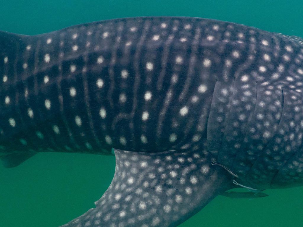 100cb011-537c-4536-b717-9ba3902fc5d6