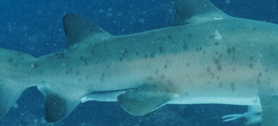 0beea933-9c5d-402d-959b-28625a0a278a