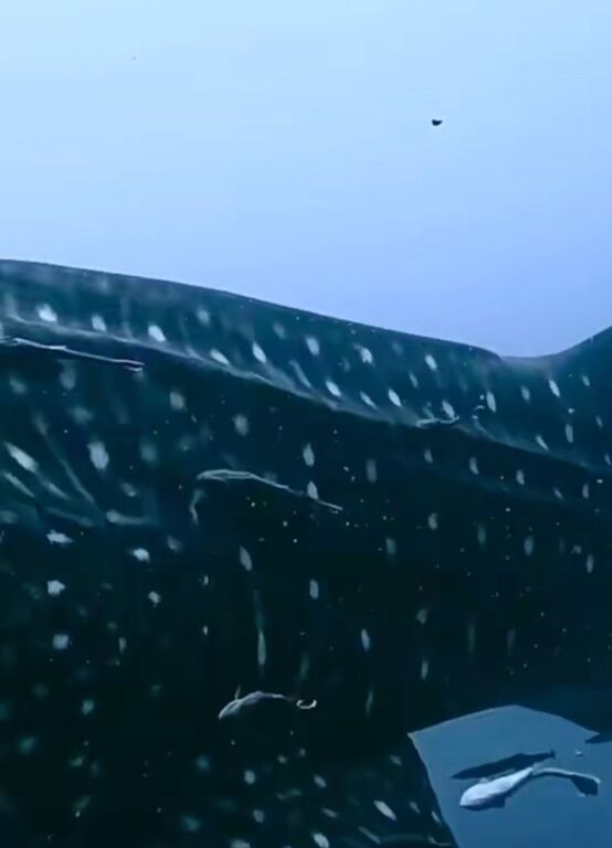 e7feaa55-5396-4589-b6dd-b795ee3d7c1e