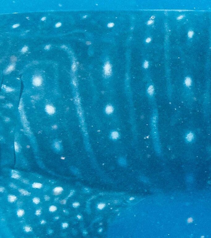 2ab6199c-a6f4-4cc8-8eb3-f9b88d029ece