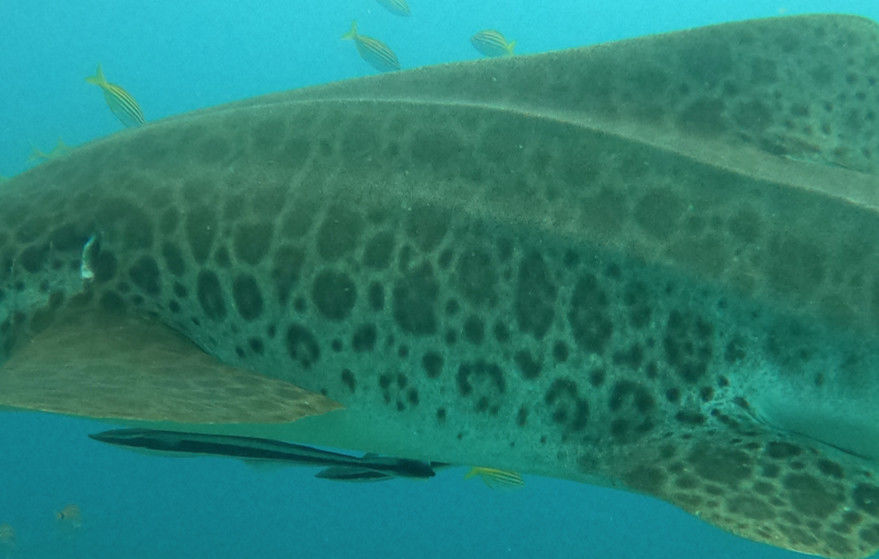 5fb40203-24b5-44fc-9d21-a3b89d6b4686