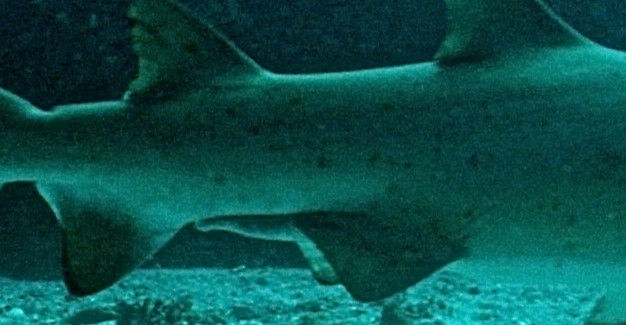 a225cd66-bead-4ddd-93a4-5ca856f4ff77