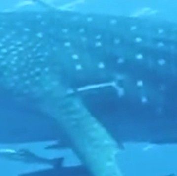 58f12568-d1a4-4604-a716-611402405a17