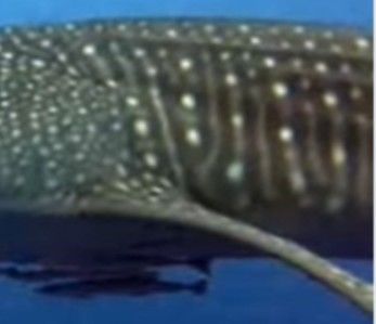 71da05c9-0ff2-43dc-927e-d138441212ac