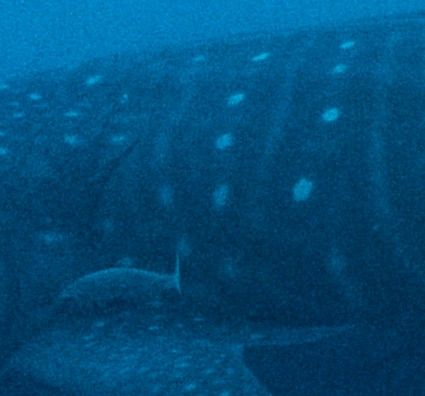 077afb68-0a20-48ea-88b3-0f5efe53a190