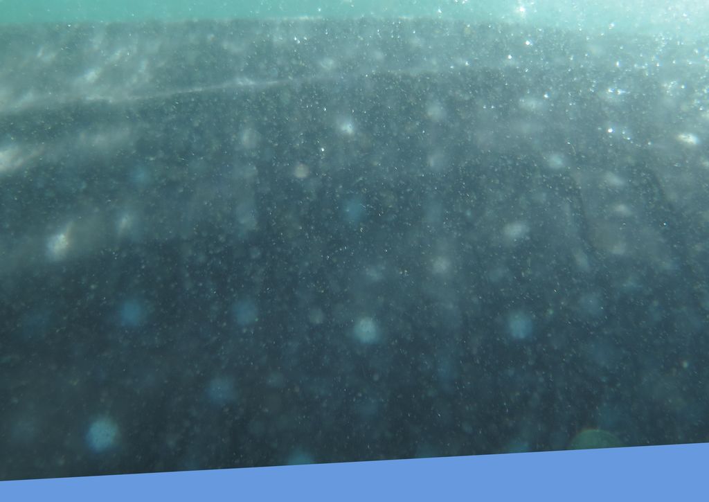 05581c2a-5ab9-49cf-9d5b-424c6064d9fb