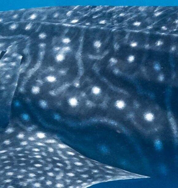 692ade84-2ddd-4e5e-9502-cd73d72e1140