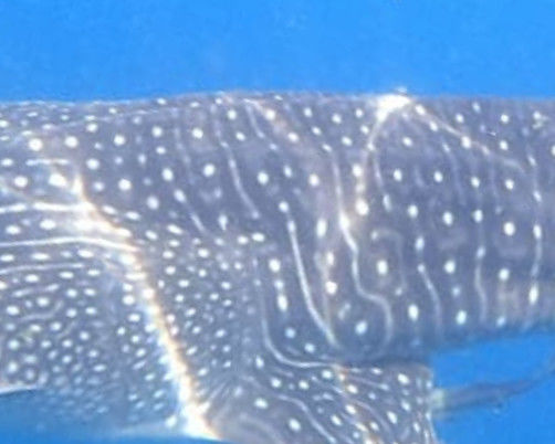 cc093b53-06d4-45f7-8a07-8e44c9c9a4ca